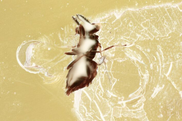 Detailed Fossil Wasp (Torymidae) in Baltic Amber #335684